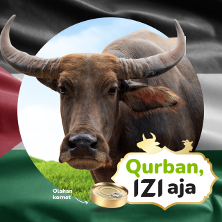 qurban sapi