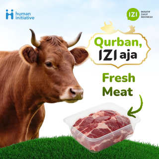 qurban sapi