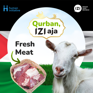 qurban sapi
