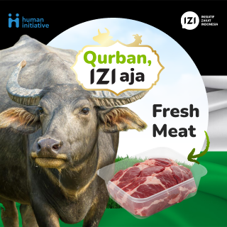 qurban sapi