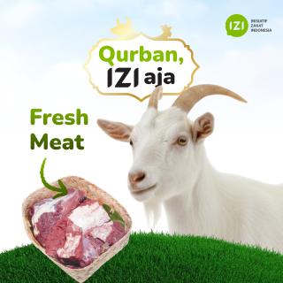 qurban sapi