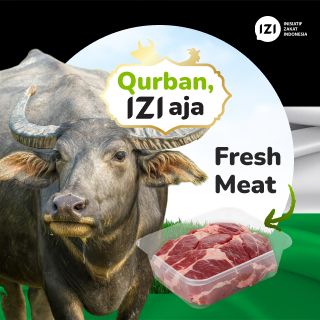 qurban sapi