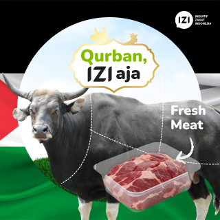qurban sapi