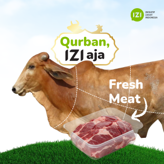 qurban sapi